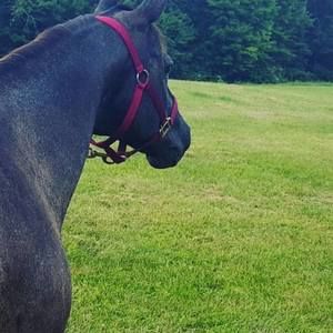 Meet your Posher, Victoria